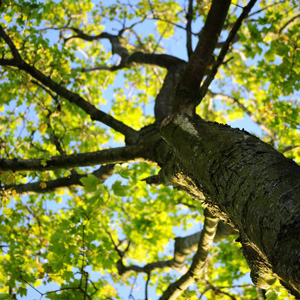 Certified Arborist in South Jersey | C.C. Tree Experts