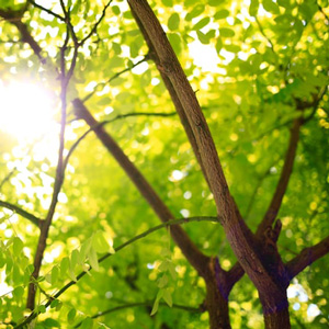 Experts in Tree Removal: Collingswood NJ