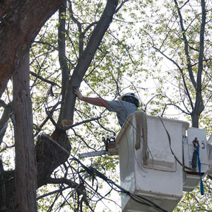 Tree Removal Cherry Hill NJ