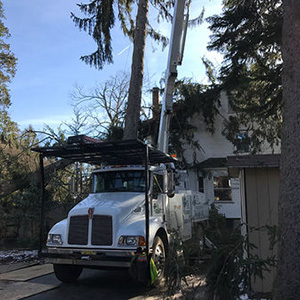 Tree Service Riverside NJ: Spring Maintenance