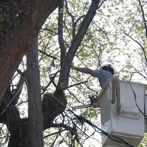 Tree Service Voorhees NJ | Fall Tree Maintenance | CC Tree