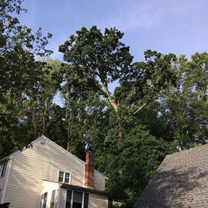 Emergency Tree Removal South Jersey