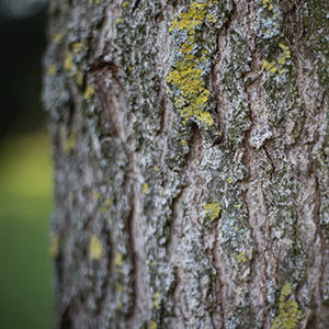 6 Signs a Tree Needs to Be Removed