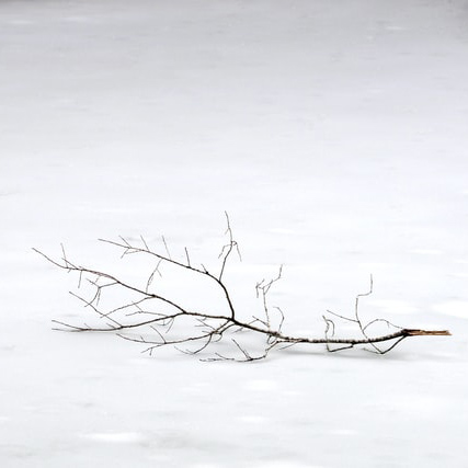 Best Tree Cutting and Removal: Cherry Hill NJ