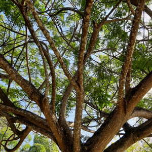 Best Tree Trimming: Haddonfield NJ | CC Tree Experts