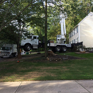 Emergency Tree Removal South Jersey