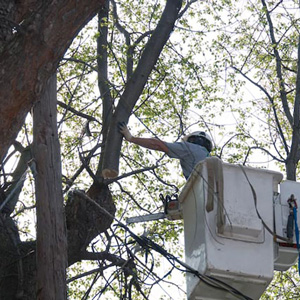 Expert Tree Service Mount Laurel NJ