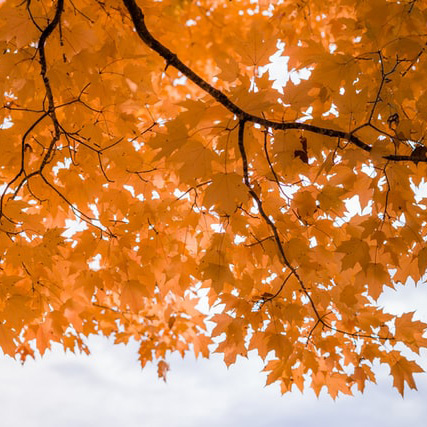 fall trees