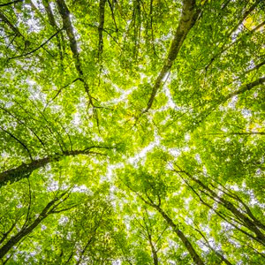 Tree Trimming Maintenance in South Jersey