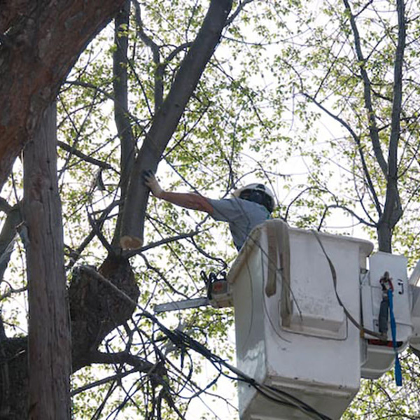 CC Tree Experts Tree Service