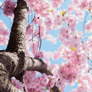 Tree Pruning Haddonfield NJ: Spring & Summer Tree Care