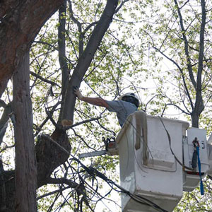 Tree Removal Gloucester County NJ