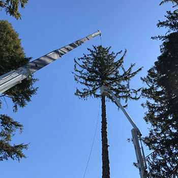 South Jersey Tree Removal