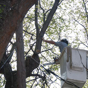 Tree Service Haddonfield NJ