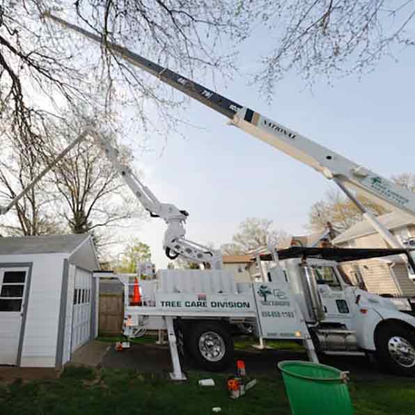 New Jersey Licensed Tree Expert | Tree Service South Jersey