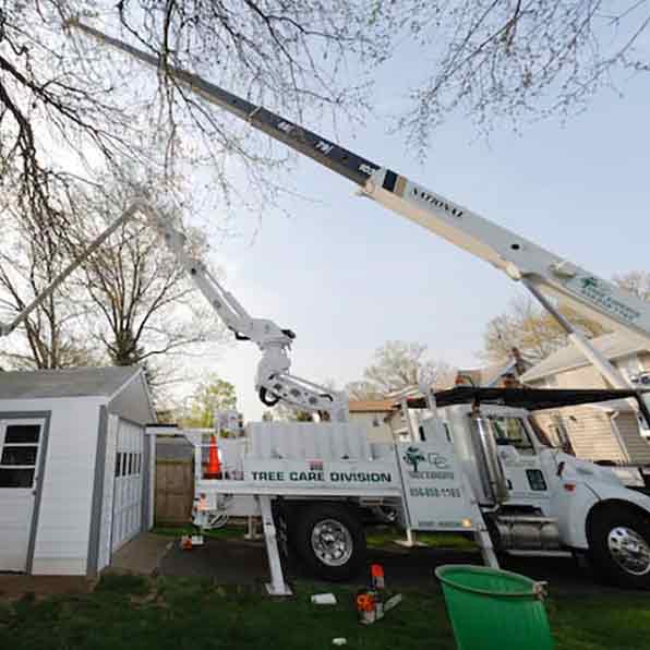 Tree Companies in South Jersey