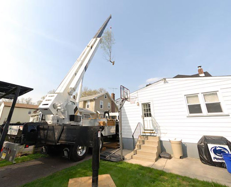 Tree Removal Voorhees NJ