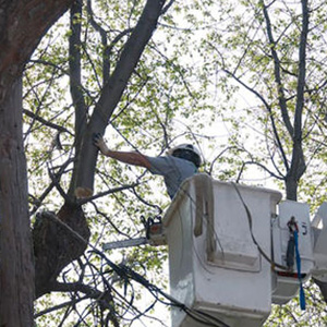 Tree Service Riverside NJ