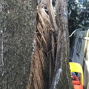 Expert Tree Service Camden County NJ