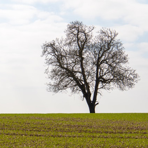 Tree Service Haddon Heights NJ