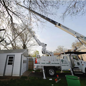 New Jersey Licensed Tree Expert | Tree Service South Jersey