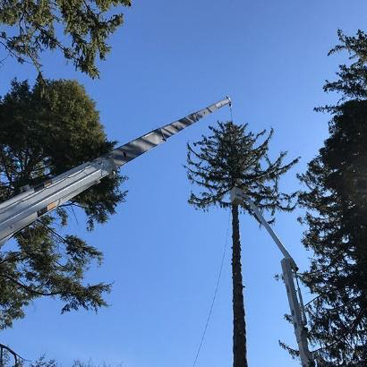 Tree Trimming Camden County NJ