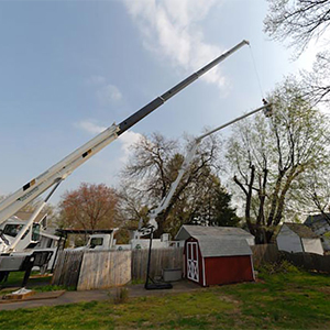 Tree Trimming Cherry Hill NJ