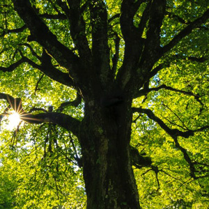 Tree Trimming Companies in South Jersey