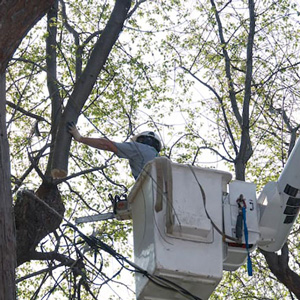 Tree Trimming Companies in South Jersey