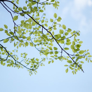 tree branches