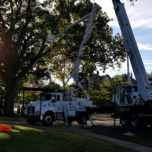 Cheaper Isn't Better When Hiring a Tree Service